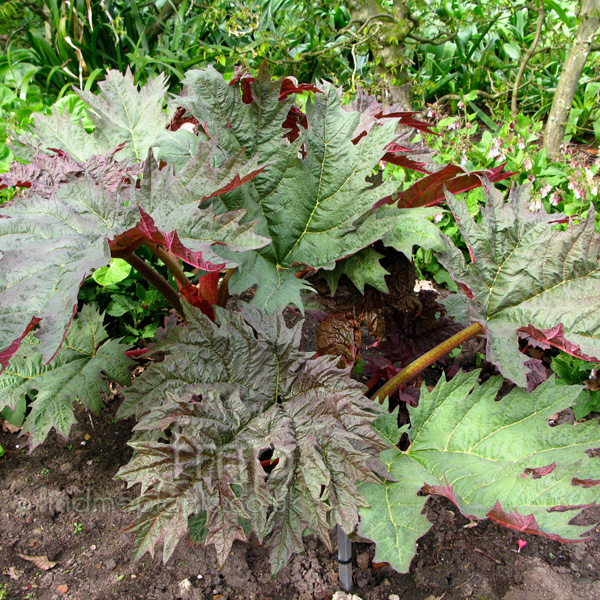 Chinese Rhubarb